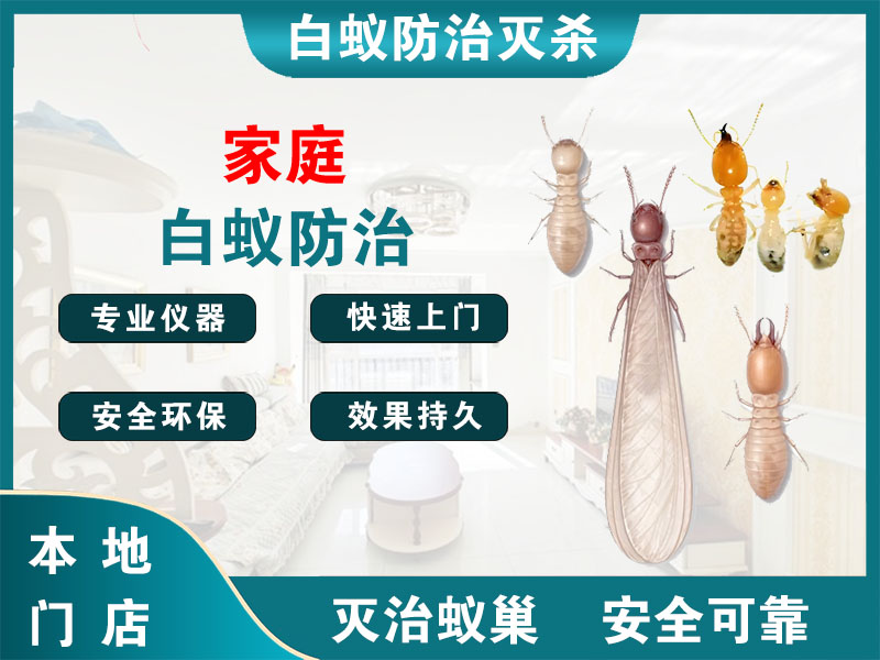 锡山区家庭白蚁防治