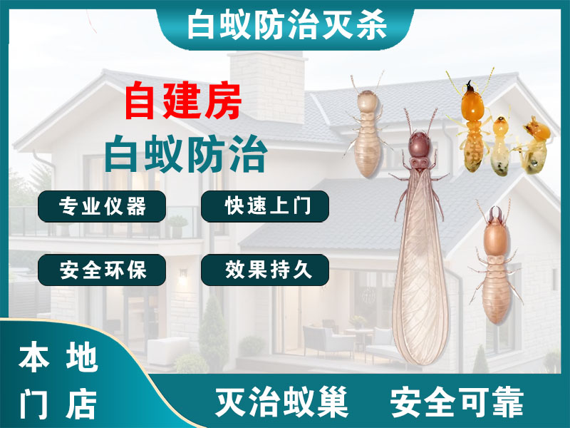 锡山区自建房白蚁防治
